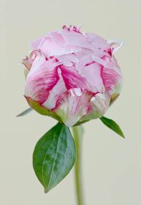 f8b2ffc7fc960adecd102d5ec419ccef